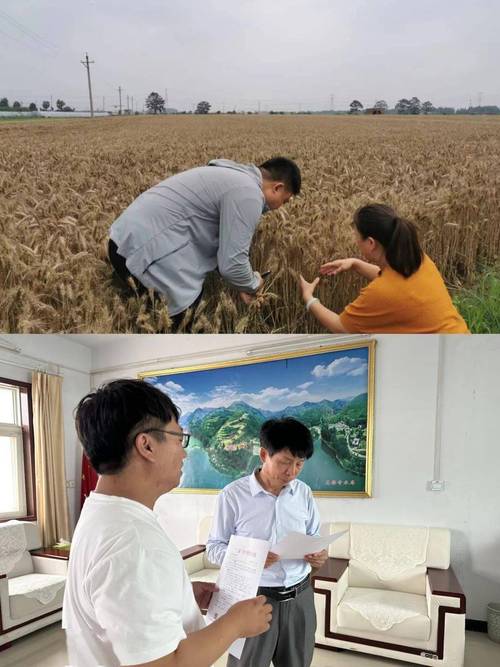 市气象局积极开展"三夏"生产气象服务